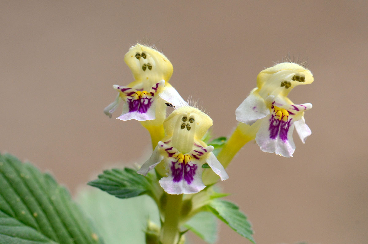 Galeopsis speciosa / Galeopside splendida